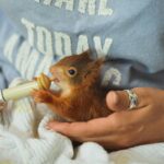 wildlife rehabilitation center
