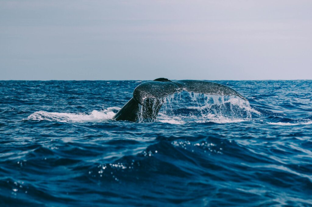 XRP whale token movement